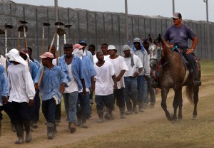 Prison Horses
