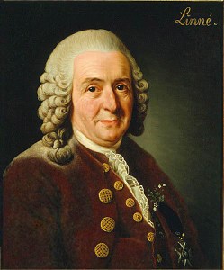 Carolus_Linnaeus_(cleaned_up_version)
