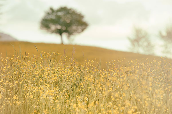 fieldyellowflowers_silvestrimatteounsplash-web