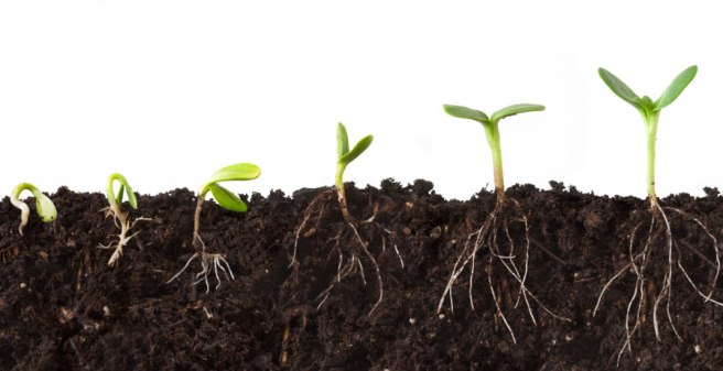 seed-growing