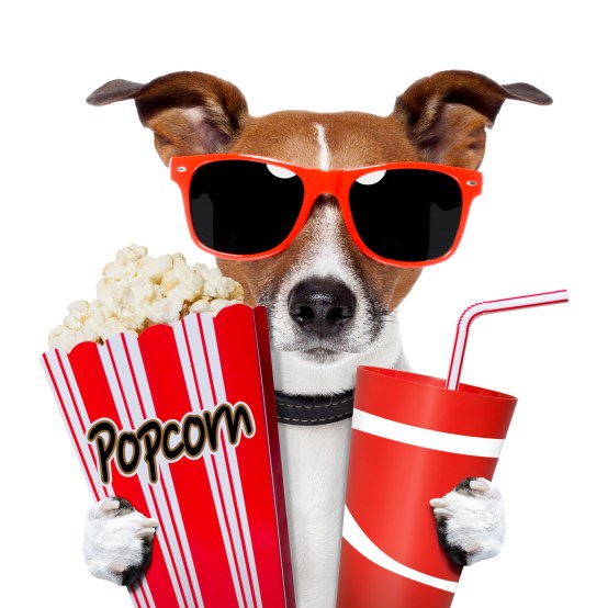 The Dog EC Hired to Help Host Movie Night Friday.