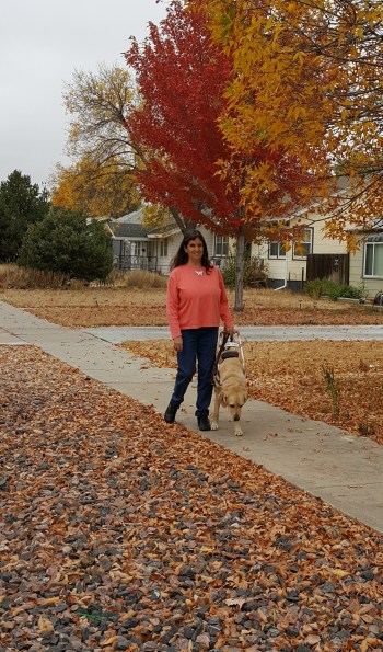 Pinto with guide on autumn street