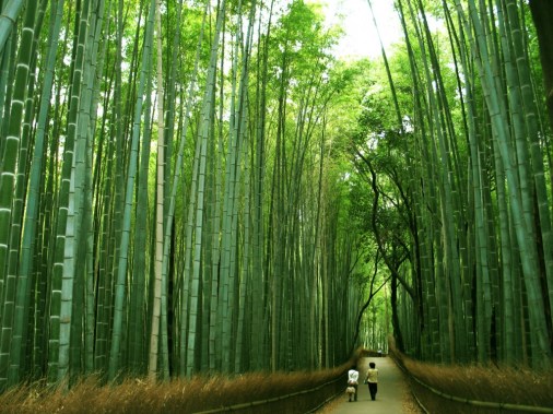 bamboo